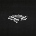 To Pimp a Butterfly 10th Anniversary