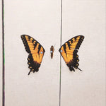 Brand New Eyes